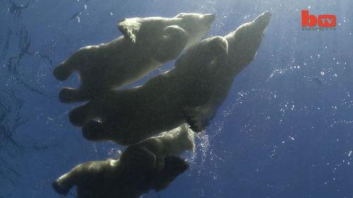 北极熊游泳视频,揭秘北极熊游泳的壮丽瞬间
